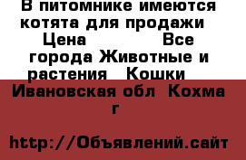 В питомнике имеются котята для продажи › Цена ­ 30 000 - Все города Животные и растения » Кошки   . Ивановская обл.,Кохма г.